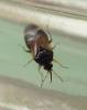 Orius sp.